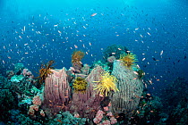 Coral reef scenic with Barrel sponges {Xestospongia testudinaria}, Crinoids {Crinoidea}, Anthias fish  Batangas, Philippines. Indo-Pacific