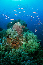 Coral reef scenic with Barrel sponges, soft corals + fish Anilao, Batangas, Philippines