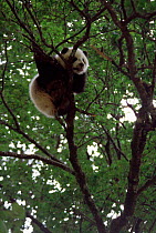 Giant panda up a tree {Ailuropoda melanoleuca} Shaanxi, China.