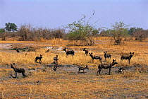 Pack of African wild dogs with pups {Lycaon pictus} Luangwa Valley, dry season, Zambia