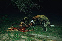 African wild dogs mating whilst female eats {Lycaon pictus} Mala Mala GR, South Africa
