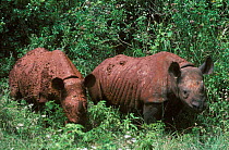 Two Black rhino orphans {Diceros bicornis} Nairobi NP, Kenya, East Africa - David Sheldrick Wildlife Appeal Operation raising orphaned animals