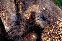 Musth gland on tusker Indian elephant {Elephas maximus} Gangaramaya Temple, Sri Lanka