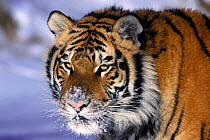 Face portrait of Siberian tiger {Panthera tigris altaica}