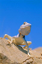 Sinai lizard portrait {Pseudotrapelus sinaitus} Al Ansab, Oman, Middle East