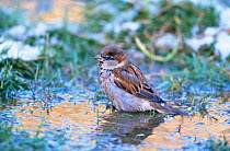 Male Common / House sparrow bathing {Passer domesticus} Worcestershire, UK, December