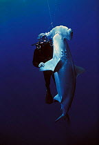 Diver examining hooked Scalloped Hammerhead shark {Sphyrna lewini} caught on longline fishing hook, Cocos Island, Costa Rica, Pacific Ocean, WHS Model released.