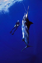 Diver approaching Black marlin {Makaira indica} caught on longline fishing hook, Cocos Island, Costa Rica, Pacific Ocean, WHS Model released.
