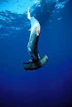 Scalloped Hammerhead shark finned alive and thrown overboard to drown {Sphyrna lewini} previously caught on longline fishing hook, Cocos Island, Costa Rica, Pacific Ocean, WHS