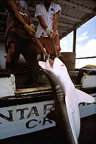 Hauling in Oceanic Blacktip shark caught on longline fishing hook {Carcharhinus limbatus} Cocos Island, Costa Rica, Pacific Ocean, WHS