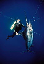 Diver inspecting Black Marlin {Makaira indica} caught on longline fishing hook, Cocos Island, Costa Rica, Pacific Ocean, WHS Model released.