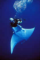 Diver releases hooked Manta Ray {Manta birostris} caught on longline fishing hook, Cocos Island, Costa Rica, Pacific Ocean, WHS Model released.