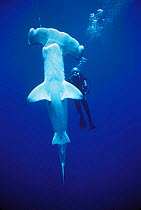 Diver examining hooked Scalloped Hammerhead shark {Sphyrna lewini} caught on longline fishing hook, Cocos Island, Costa Rica, Pacific Ocean, WHS Model released.