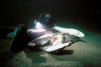 Diver examining shark carcasses on seabed finned alive and thrown overboard to drown, caught on longline hook, Cocos Island, Costa Rica, Pacific Ocean Model released.