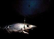 Live Bigeye Thresher shark {Aliopa superciliosus} caught on longline hook, Cocos Island, Costa Rica, Pacific Ocean