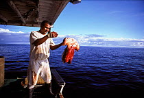 Fisherman tossing Scalloped Hammerhead shark head back into sea {Sphyrna lewini} caught on longline hook, Cocos Island, Costa Rica, Pacific Ocean