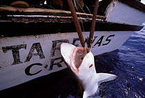 Hauling in Oceanic Blacktip shark onto boat {Carcharhinus limbatus} caught on longline hook, Cocos Island, Costa Rica, Pacific Ocean