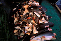 Juvenile Blacktip sharks and fins on deck {Carcharhinus limbatus} sharks caught on longline hook, Punta Arenas, Costa Rica, Pacific Ocean