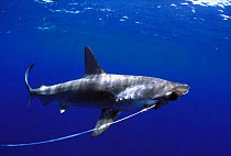 Live Scalloped Hammerhead shark hooked on long line {Sphyrna lewini} Cocos Island, Costa Rica, Pacific Ocean
