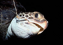 Hawksbill turtle hooked on long line {Eretmochelys imbricata} Cocos Island, Costa Rica, Pacific Ocean