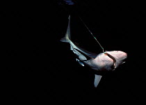 Live Blacktip shark hooked on longline {Carcharhinus limbatus} Cocos Island, Costa Rica, Pacific Ocean