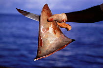 Fisherman holding dorsal fin cut from Scalloped Hammerhead shark {Sphyrna lewini} caught on longline, Cocos Island, Costa Rica, Pacific Ocean