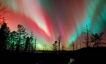 Aurora borealis colours in night sky, Naatasuo-wilderness, Pudasjarvi, northern Finland, Autumn