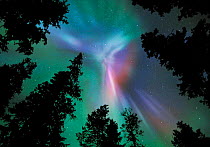Aurora borealis colours in night sky showing corona, northern Finland, winter