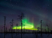 Green aurora borealis colours in night sky, Lapland, northern Finland, winter. Greeen is the most commonly seen colour in Auroras.