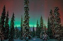 Aurora borealis bow in moonlit night sky, northern Finland, January, winter 2002