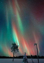 Aurora borealis colours in night sky, northern Finland, January, winter