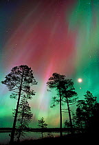 Aurora borealis colours in night sky with moon, northern Finland, Autumn
