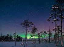 Aurora borealis lights in night sky and full moon. Northern Finland, January, winter 2002