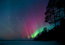 Aurora borealis colours in night sky, northern Finland, winter