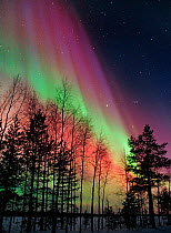 Aurora borealis storm colours in night sky, northern Finland, February 2002, winter