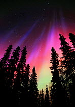 Red aurora borealis colours in night sky, northern Finland, winter