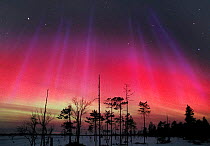 Red aurora borealis storm colours in night sky, northern Finland, winter