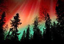 Aurora borealis storm colours in night sky, northern Finland, winter