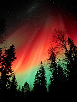 Aurora borealis colours in night sky, northern Finland, Autumn