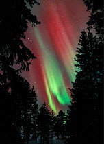Aurora borealis colours in night sky, Spruce forest, northern Finland, winter