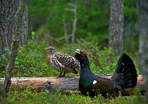 Capercaillie male displaying to hen {Tetrao urogallus} Lapland, Finland, Europe
