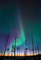 Aurora borealis colours in Spring sky, never completely dark. Lapland, northern Finland. Dead trees stay standing many years in cold climate.