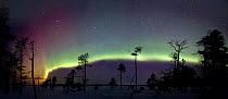 Moving belt of aurora borealis colours in night sky. Lapland, northern Finland, winter