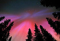 Aurora borealis corona colours in night sky, northern Finland, winter