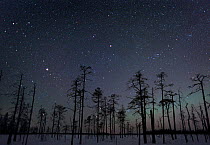 Aurora borealis colours and planet Jupiter in night sky, northern Finland, winter