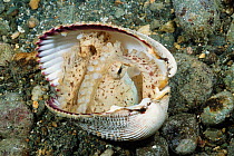 Octopus {Octopus aegina} using seashell for cover. Batangas, Philippines