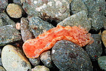 Spanish dancer nudibranch {Hexabranchus sanguineus} Anilao, Batangas, Philippines