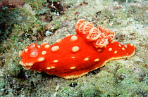 Dorid nudibranch {Gymnodoris aurita} Anilao, Batangas, Philippines