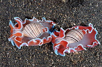 Two Bubble shells {Hydatina physis} Lembeh Strait, Sulawesi, Indonesia