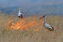 White storks {Ciconia ciconia} hunt for insects during bush fire. Masai, Kenya - fire causes insects to leave grass and become visible to stork